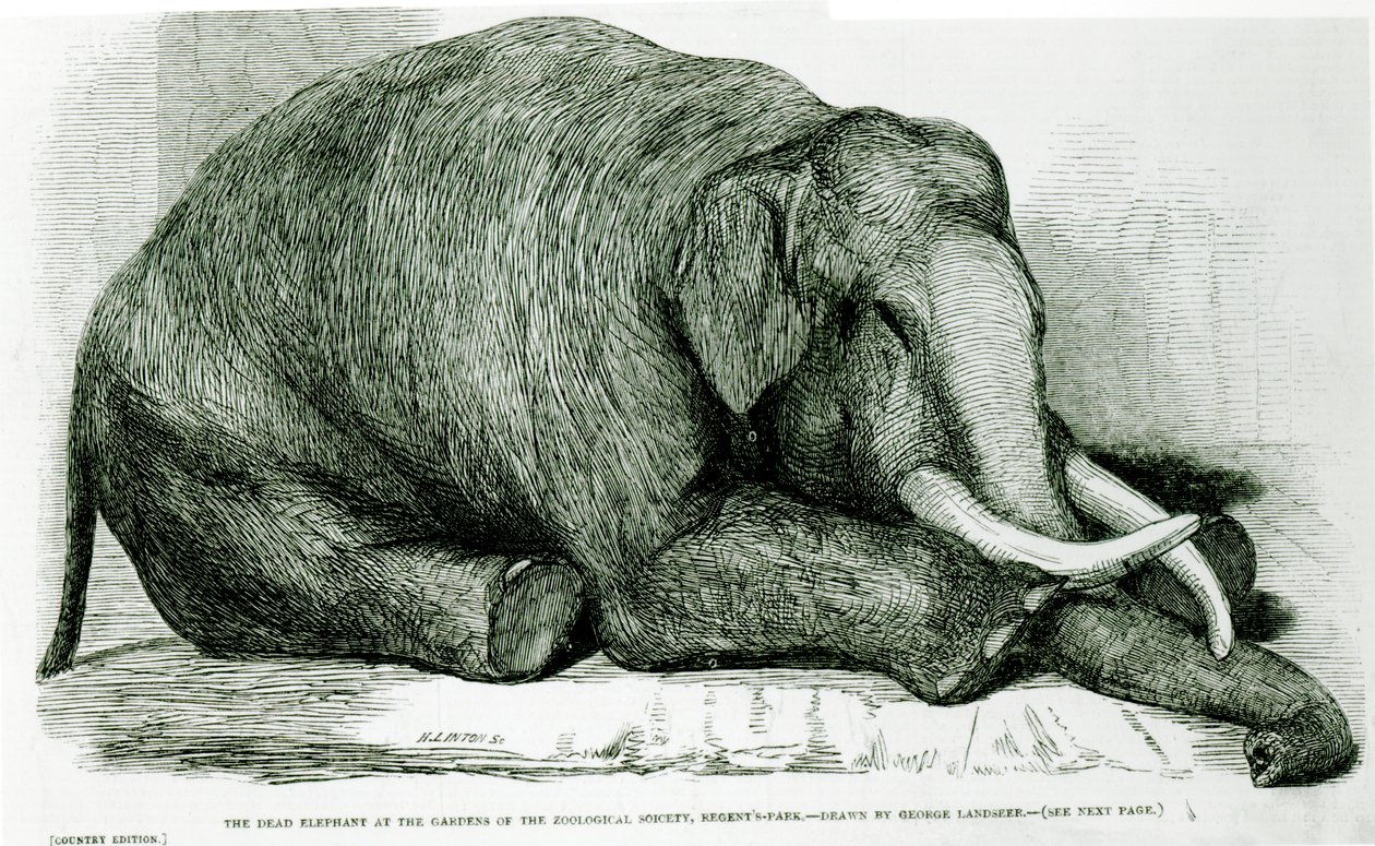 The Dead Elephant at the Gardens of the Zoological Society, Regents Park, fra 