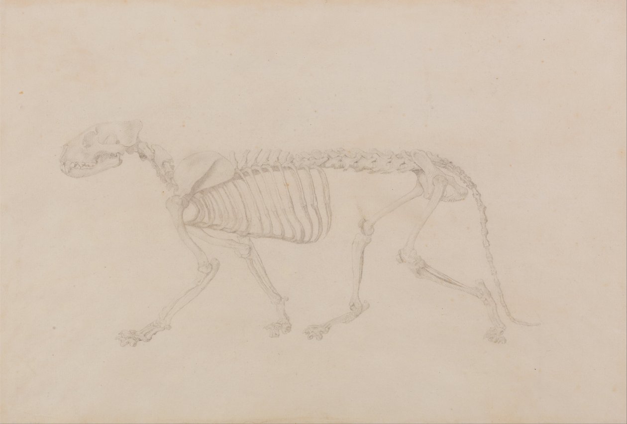 En komparativ anatomisk fremstilling af menneskekroppens struktur med en tiger og en ... af George Stubbs