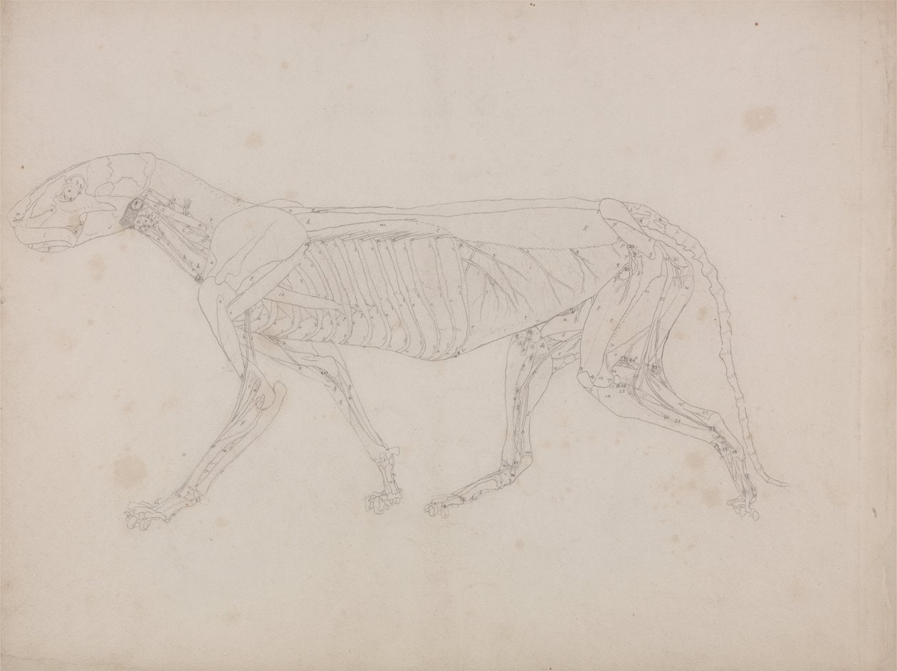 En sammenlignende anatomisk redegørelse for menneskekroppens opbygning i forhold til tigerens og ko... af George Stubbs