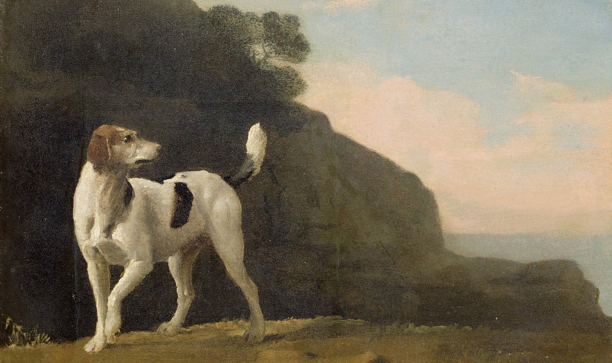 En rævehund, ca.1760 (olie på papir lagt på plade) af George Stubbs