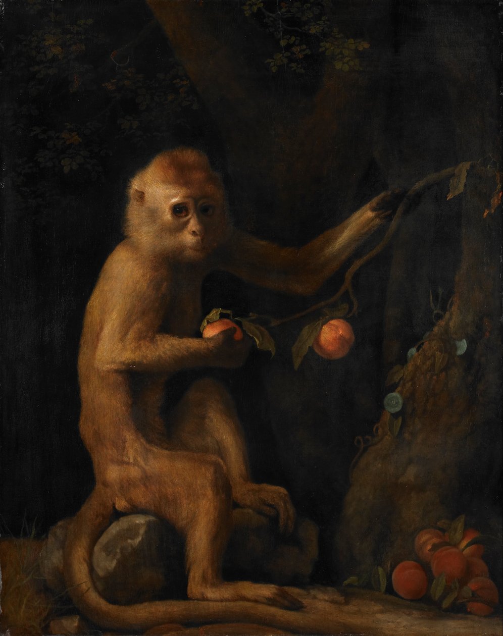 En abe af George Stubbs