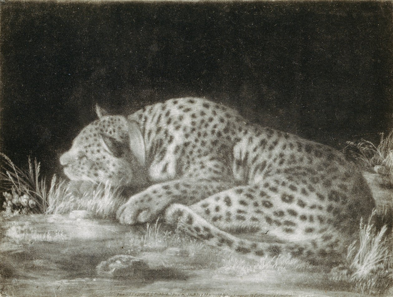 A Tyger (A Sleeping Cheetah) (mezzotint) af George Stubbs