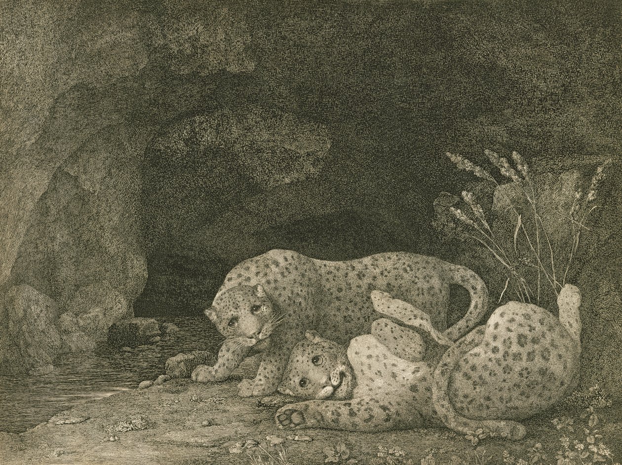 Tygers at Play, indgraveret af kunstneren, pub. 1789 af George Stubbs