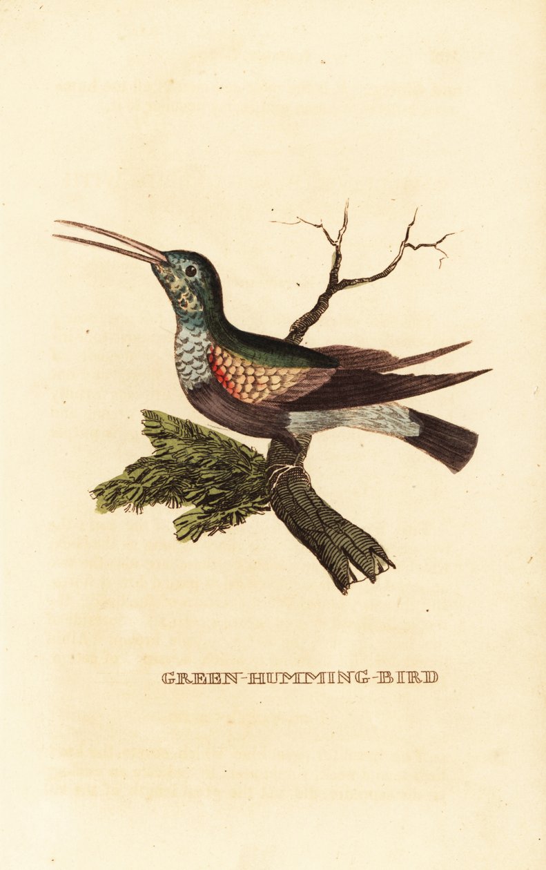 Sortbuget kolibri, Eupherusa nigriventris, hun af George (after) Edwards