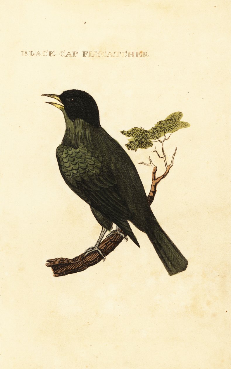 Sortkappet bulbul, Pycnonotus melanicterus af George (after) Edwards
