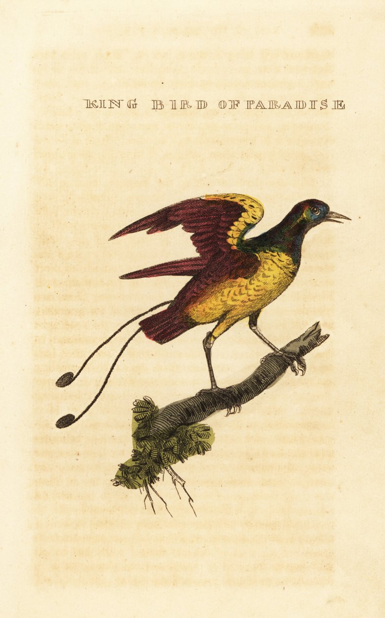Konge-paradisfuglen, Cicinnurus regius af George (after) Edwards