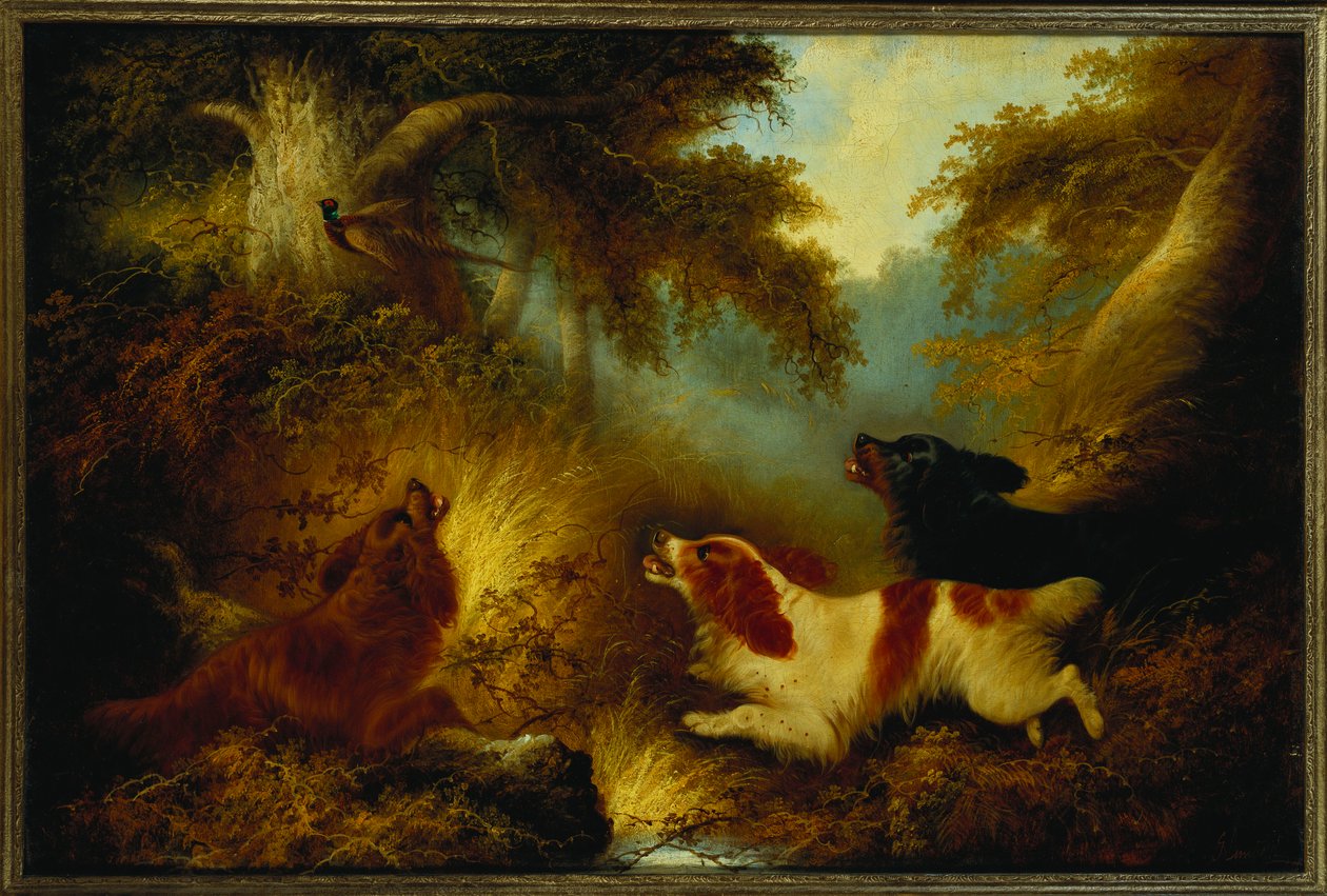 Spaniels sætter en fasan op af George Armfield