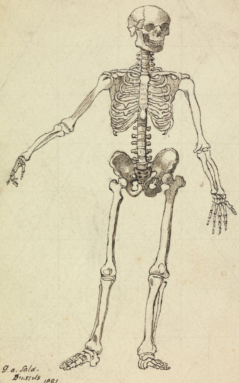 Tegning af et skelet af George Augustus Sala
