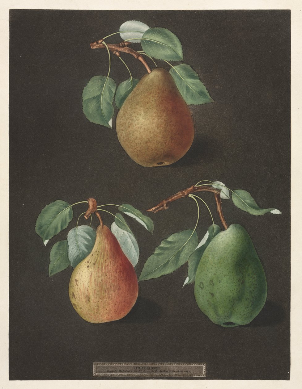 Pomona Britannica: nr. 82 - Pærer af George Brookshaw
