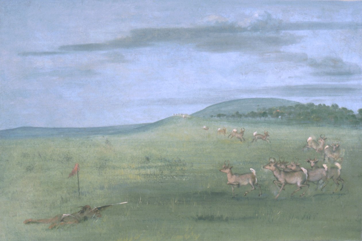 Antilopeskydning med lokkedue af George Catlin