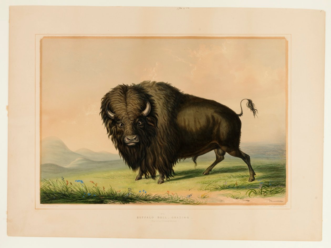 Bøffel-tyr på græs - nr. 2 af George Catlin