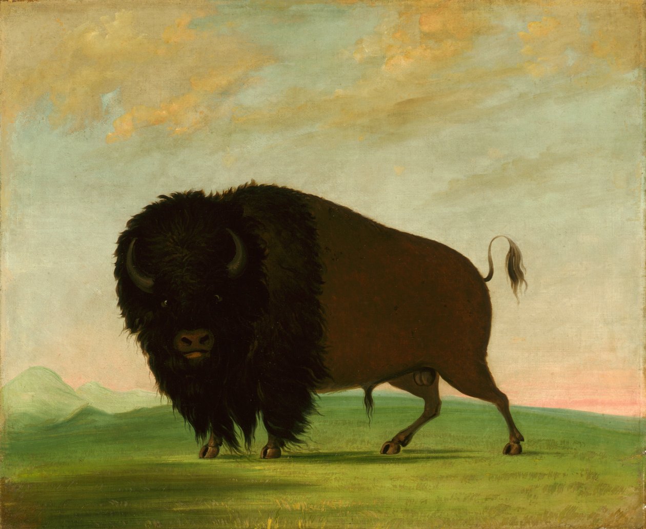 Bøffeltyr, der græsser på prærien af George Catlin