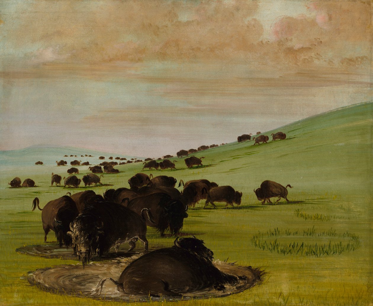 Bøffelokser i en hule af George Catlin