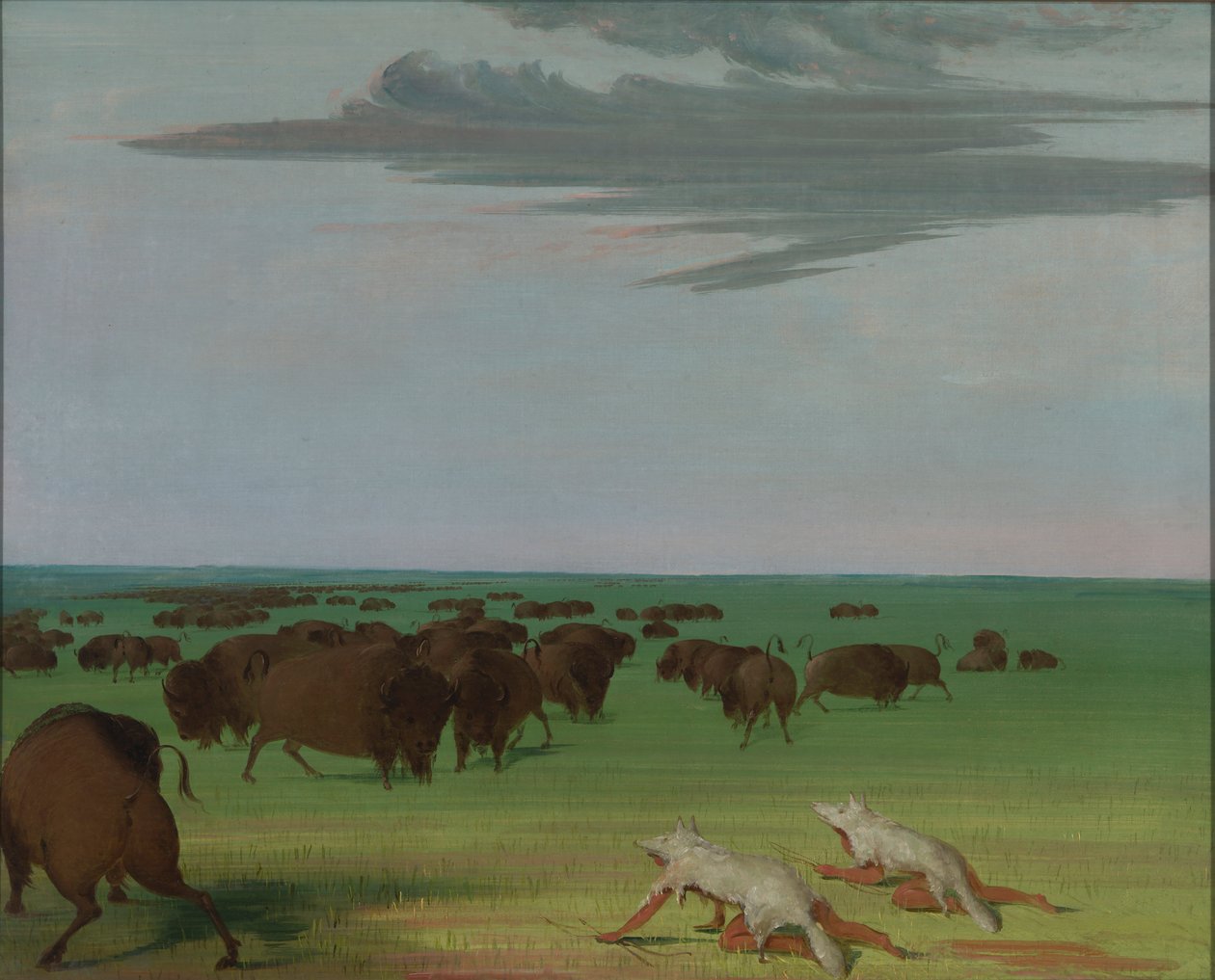 Bøffeljagt under ulveskindsmasken af George Catlin