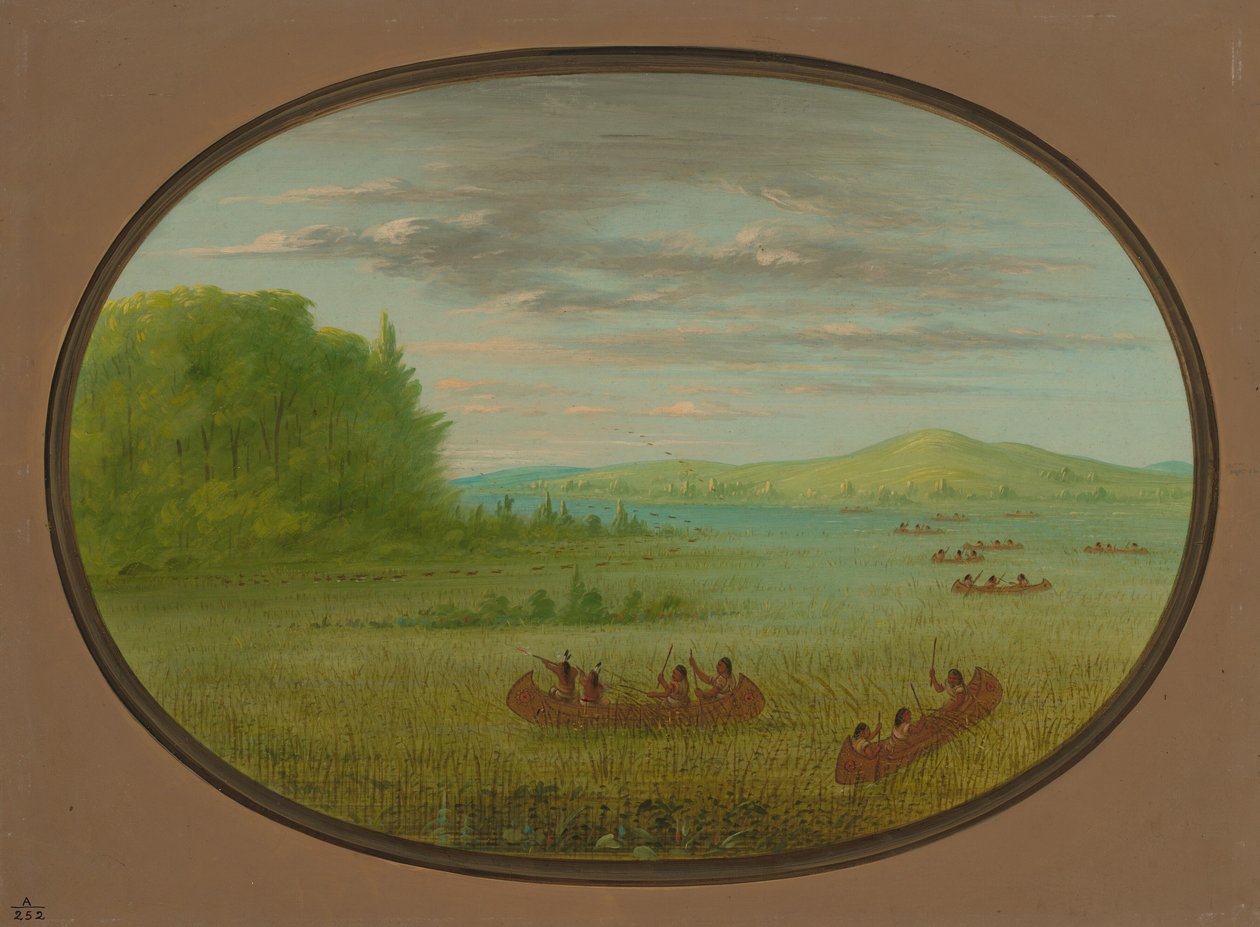 Indsamling af vilde ris - Winnebago, 18611869. af George Catlin