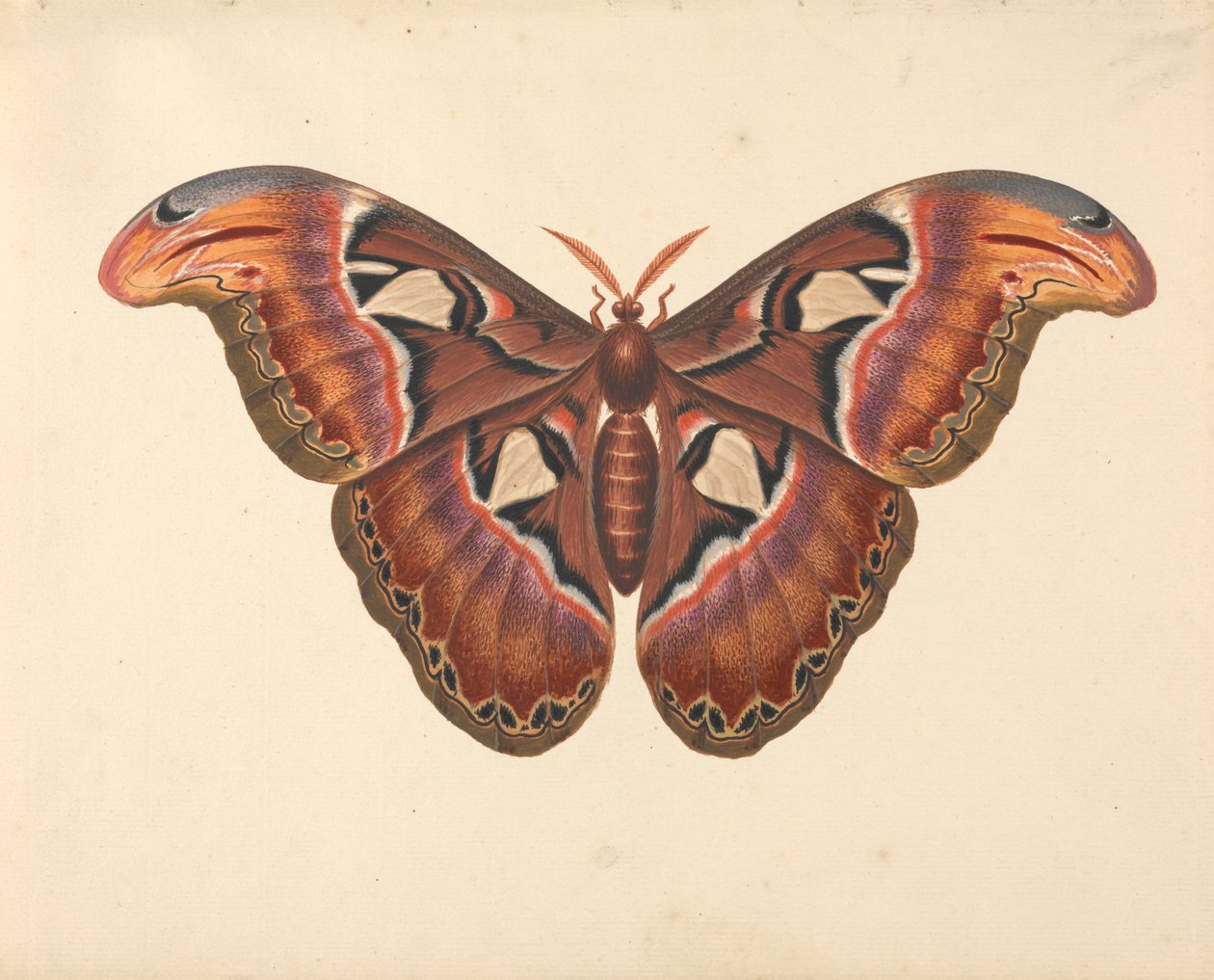 Atlas Moth af George Edwards
