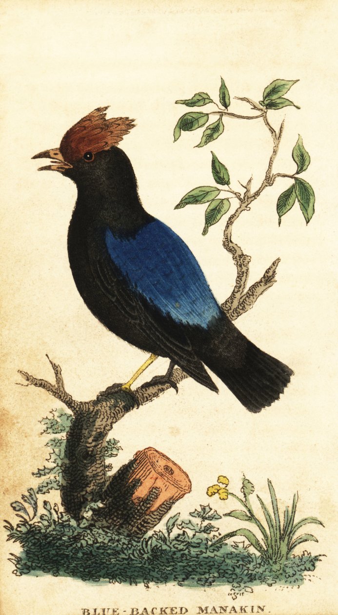 Blårygget manakin, Chiroxiphia pareola., 1800 (gravering) af George Edwards