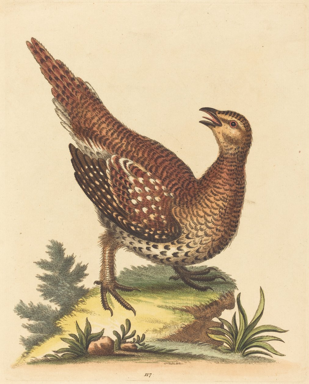 Brun plettet fugl af George Edwards