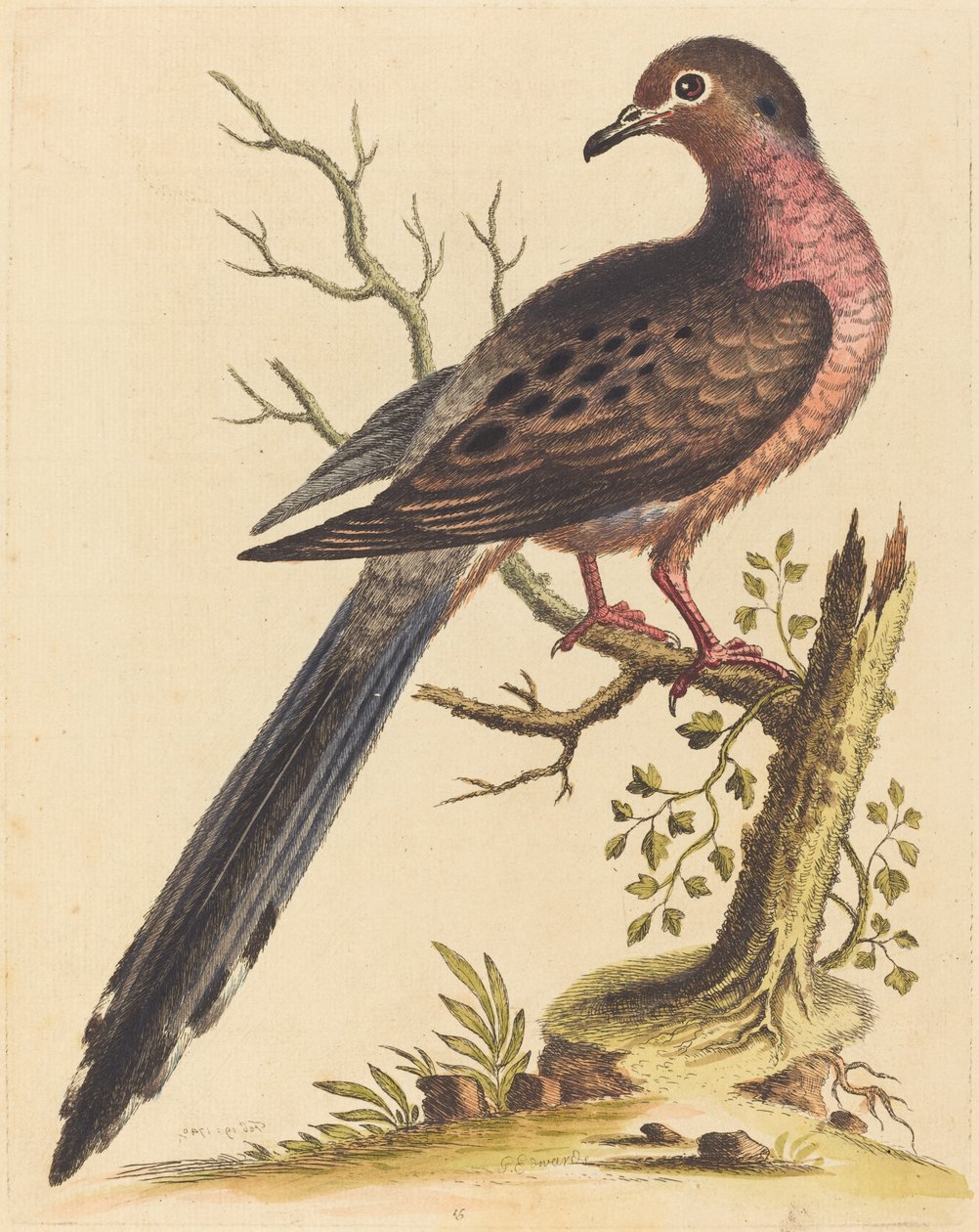 Amerikansk Fedoa pectore ruso, 1740. af George Edwards