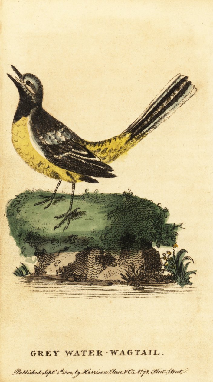 Grå vipstjert, Motacilla cinerea. ,1800 (gravering) af George Edwards