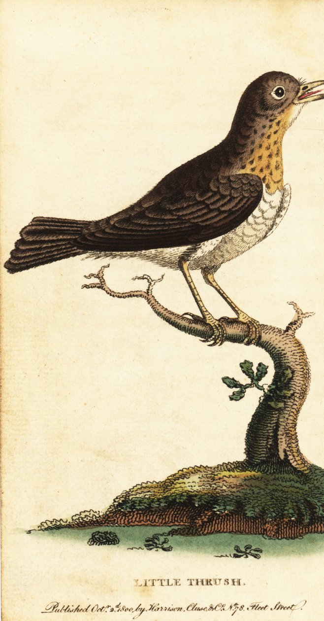 Lille drossel, Turdus minor., 1800 (gravering) af George Edwards