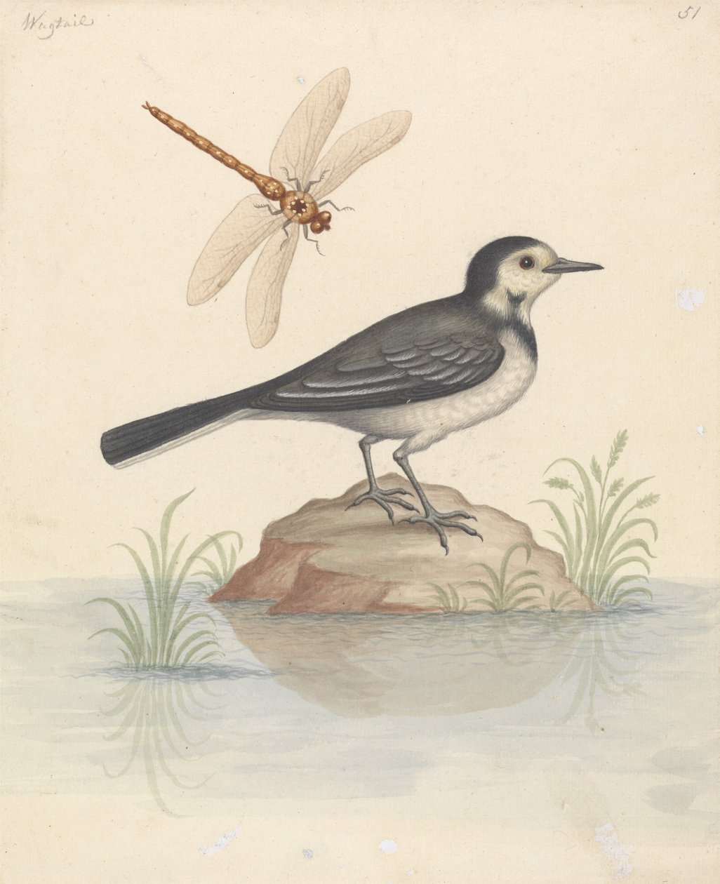Pied Viptail og Dragonfly af George Edwards