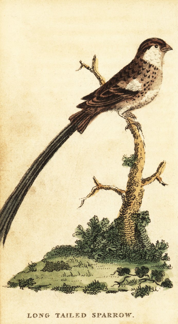 Pin-tailed whydah, Vidua macroura., 1800 (gravering) af George Edwards