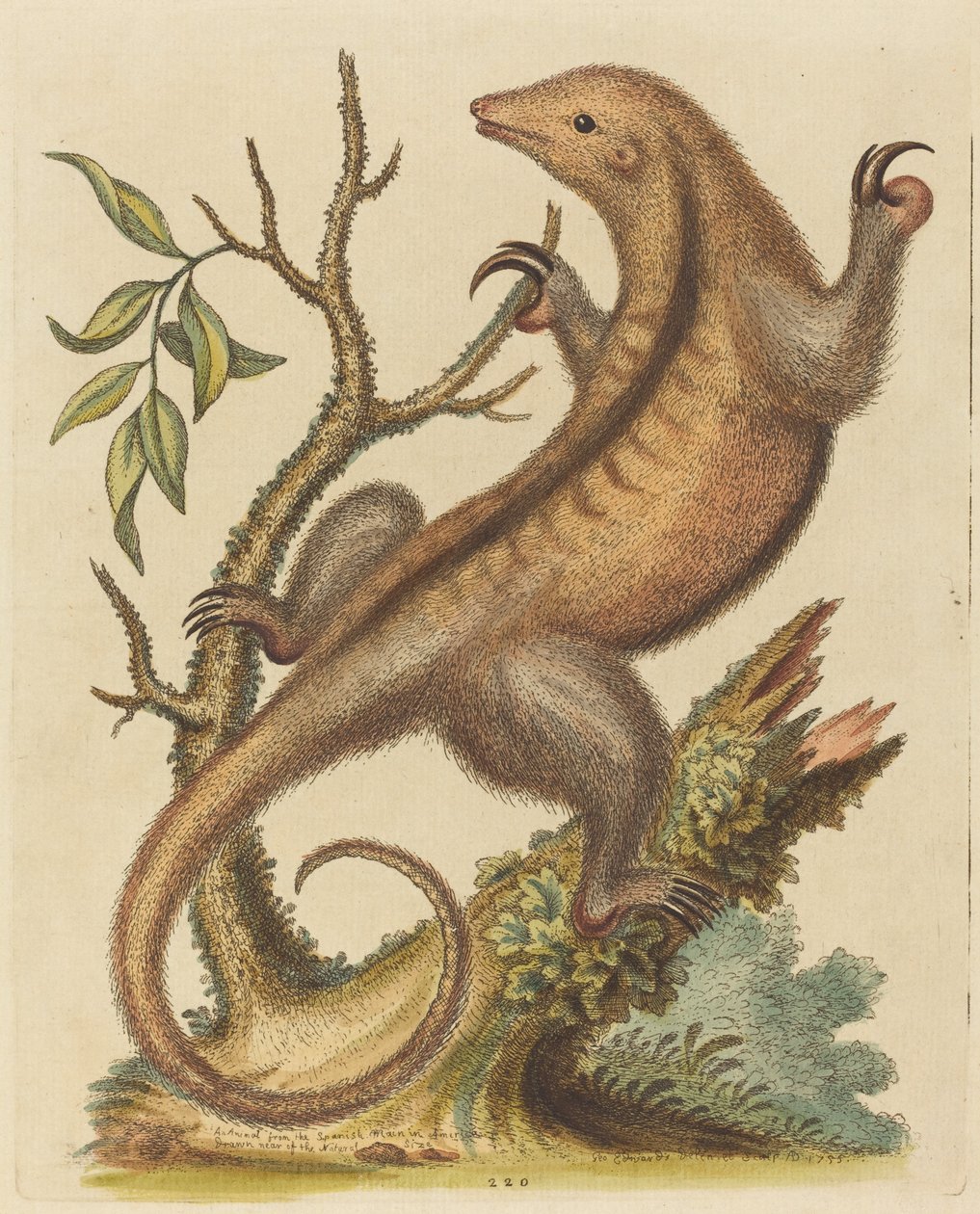 Pygmæmyresluger, 1755. af George Edwards