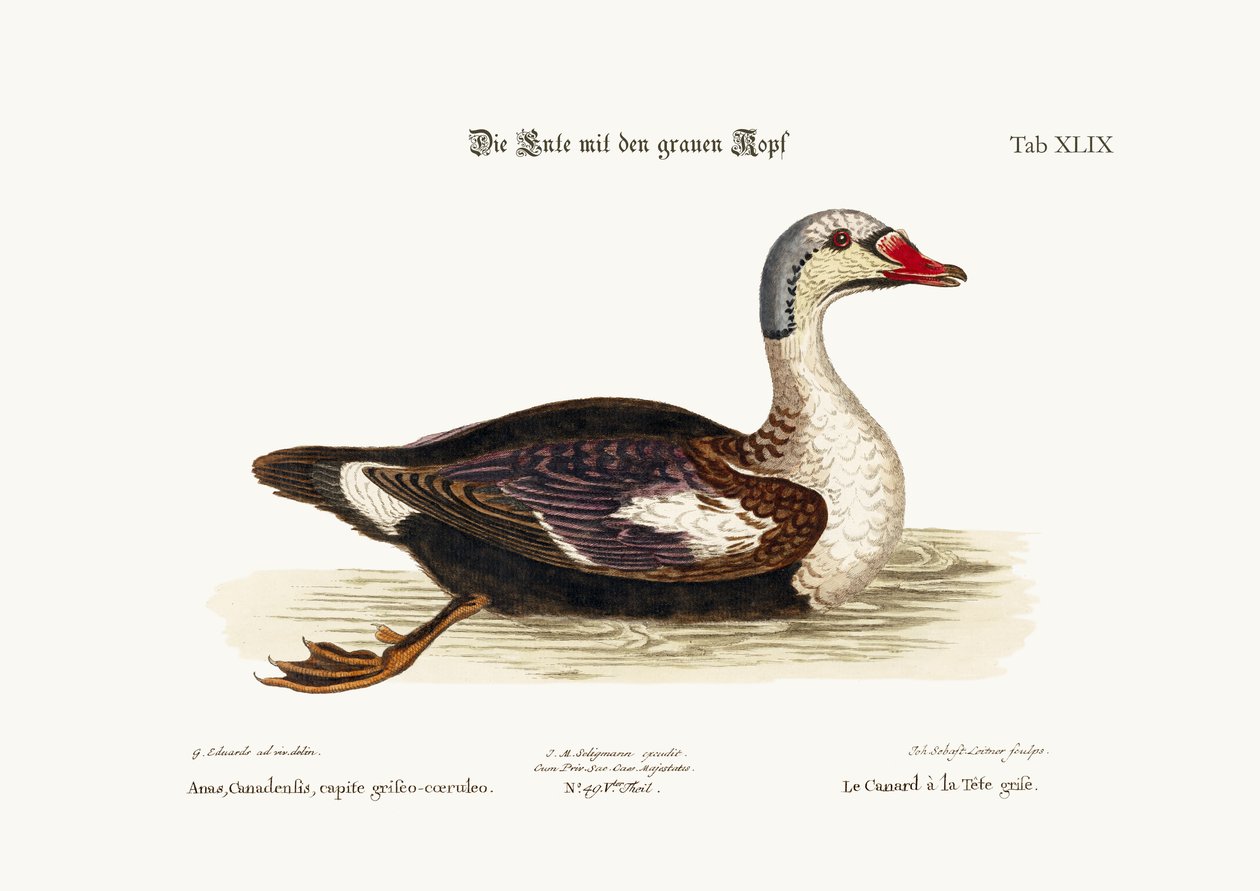 Den gråhovedede and, 1749-73 af George Edwards