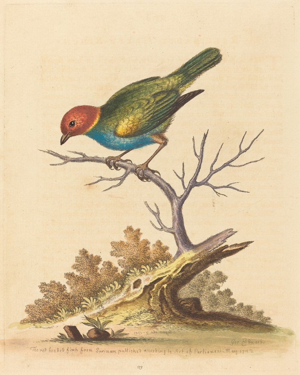 Den rødhovede finke fra Surinam, 1741. af George Edwards