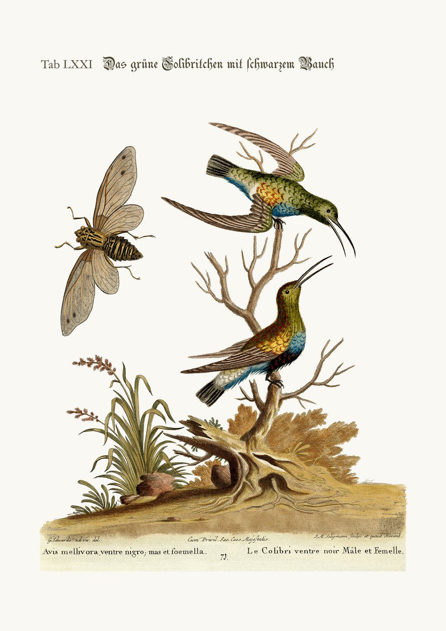 Den sortbugede grønne kolibri, 1749-73 af George Edwards