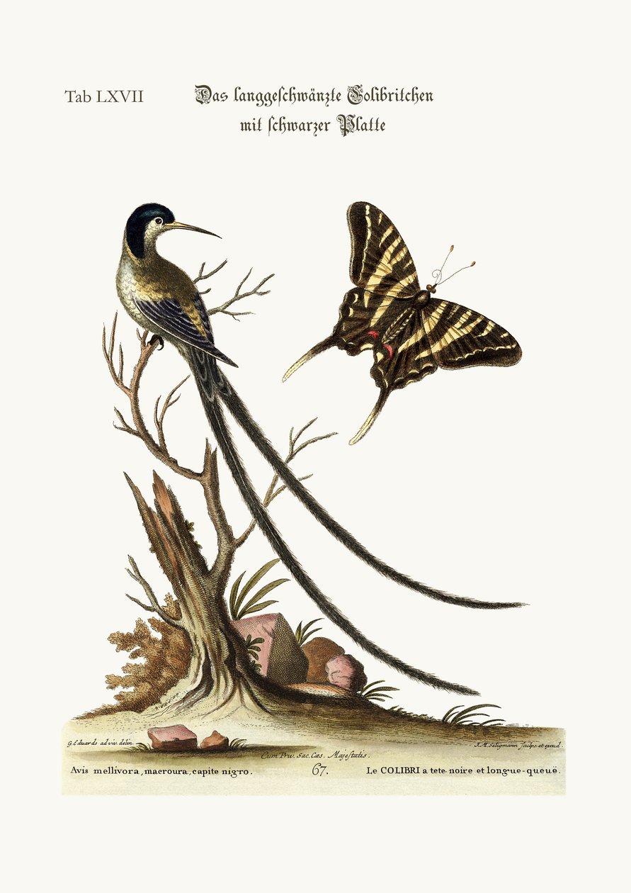 Den langhalede sortkappede kolibri, 1749-73 af George Edwards
