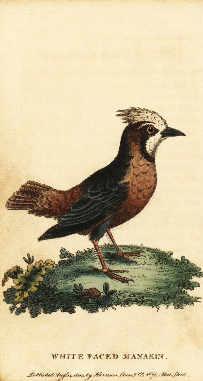 Hvidfløret myrefugl, Pithys albifrons., 1800 (gravering) af George Edwards