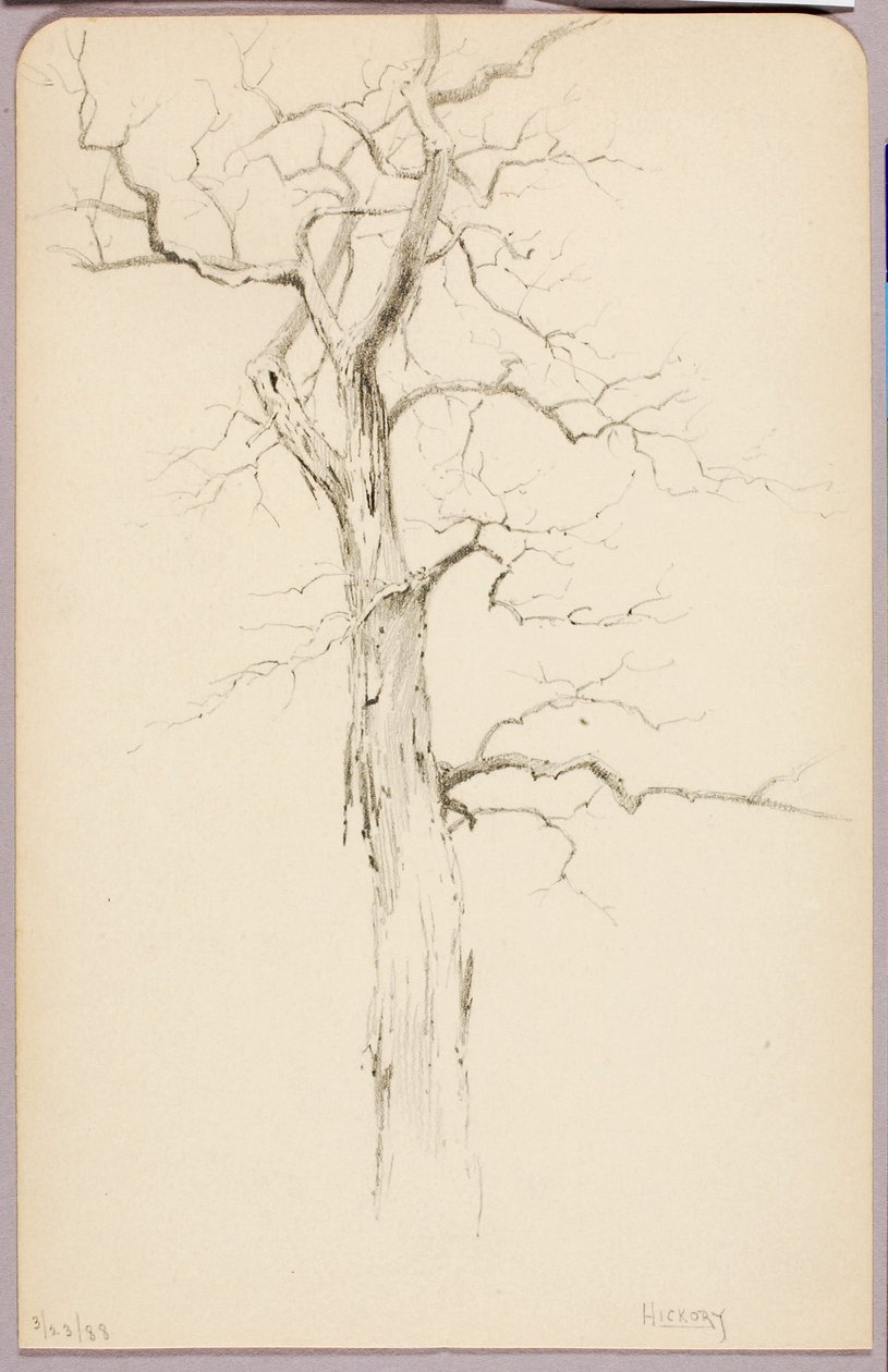 Hickory af George Elbert Burr