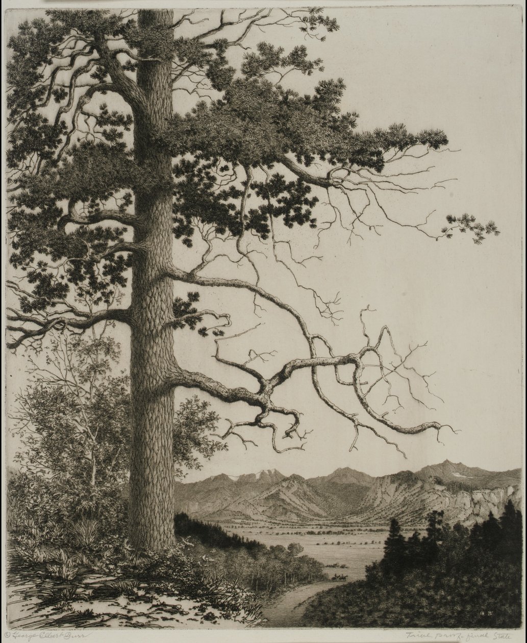 Old Pine, Estes Park af George Elbert Burr