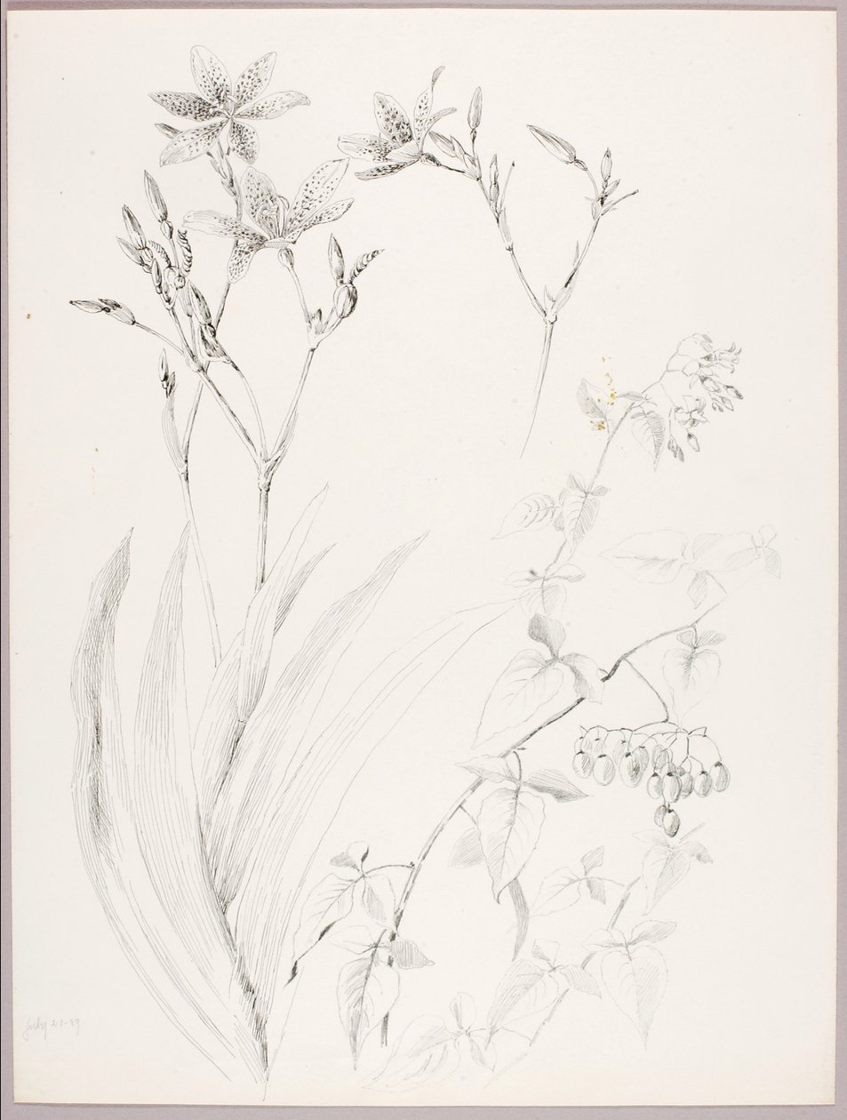 Uden titel (botanisk studie) af George Elbert Burr