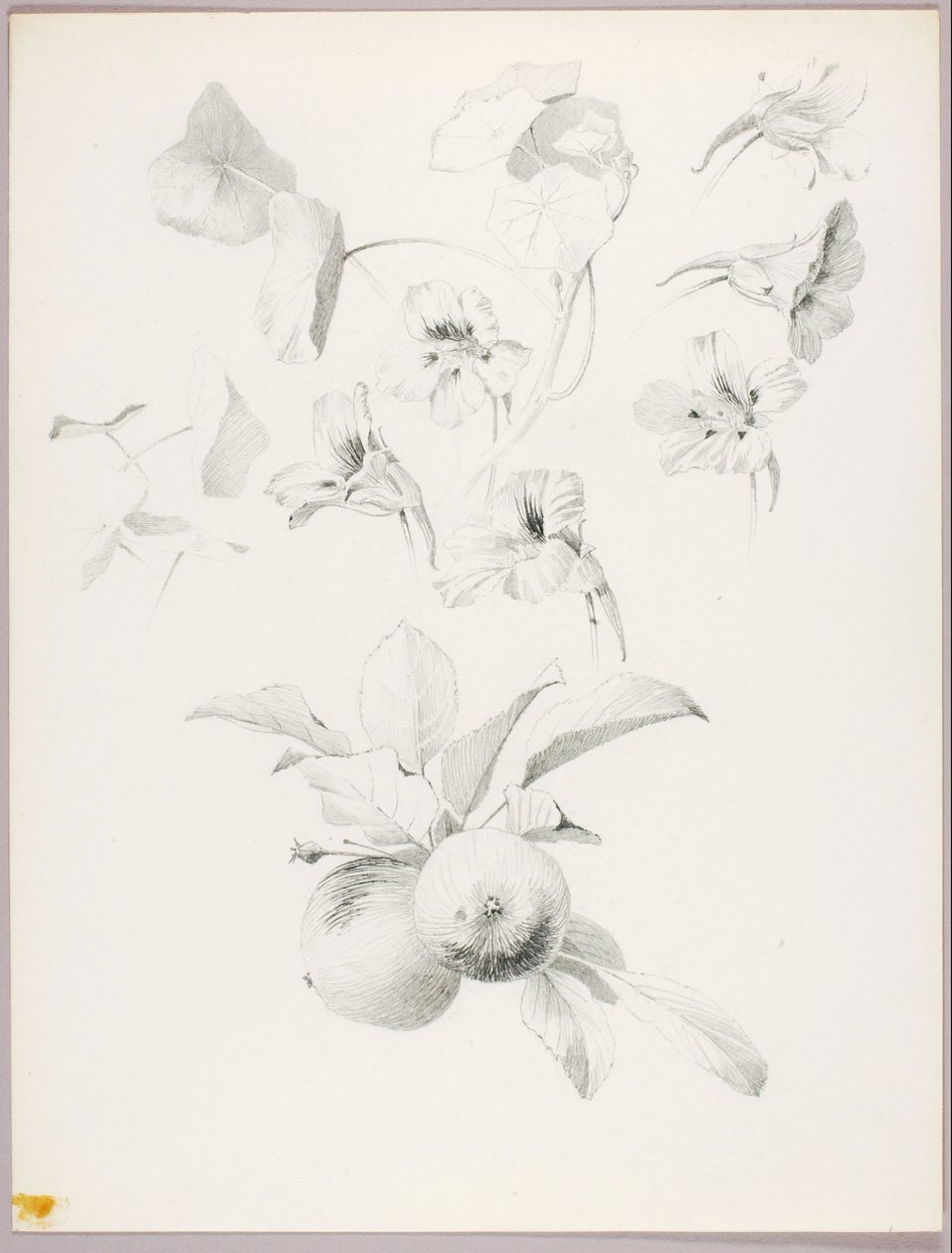 Uden titel (botanisk studie) af George Elbert Burr