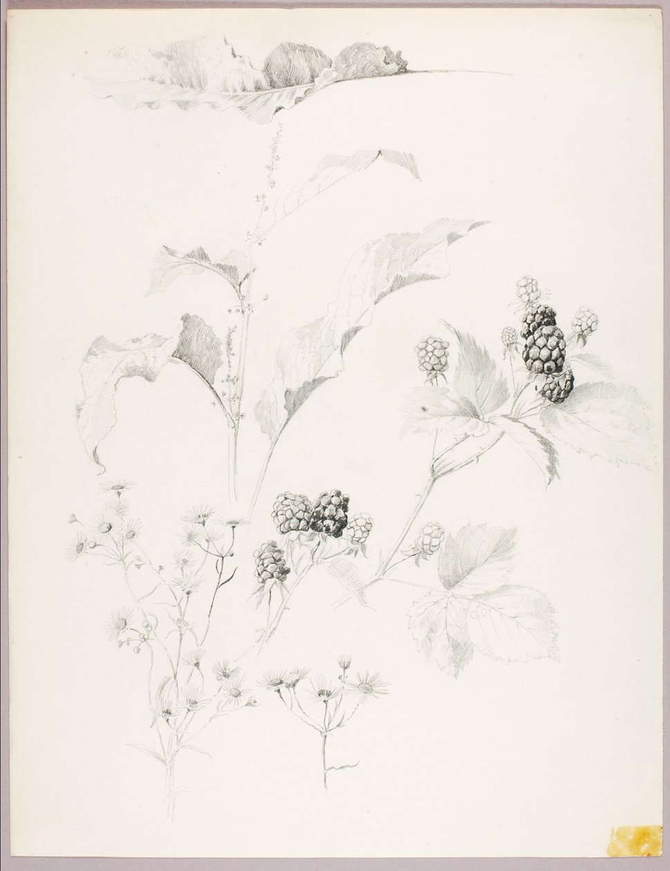 Uden titel (Tusindfryd og brombær) af George Elbert Burr