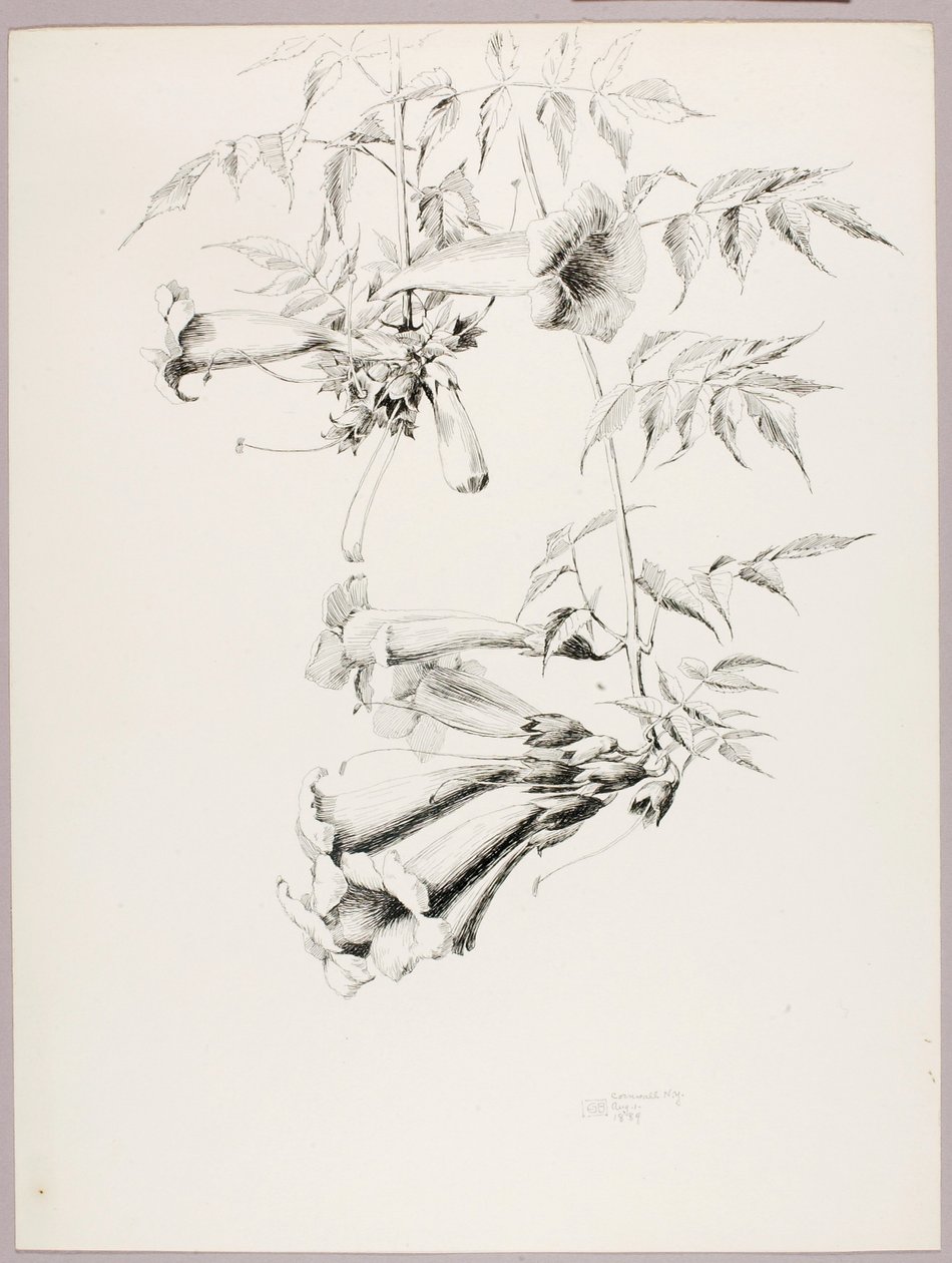 Uden titel (trompetvin) af George Elbert Burr