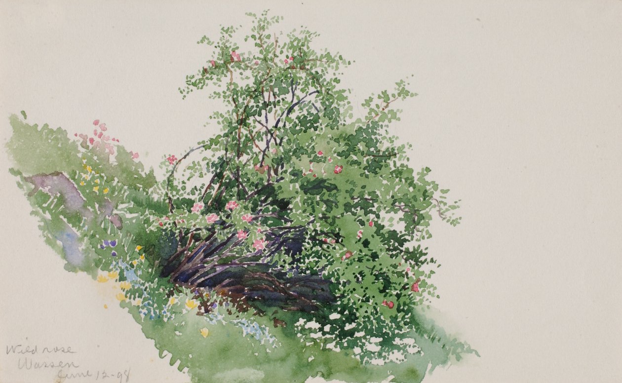 Vildrose, Vask, 1898. af George Elbert Burr