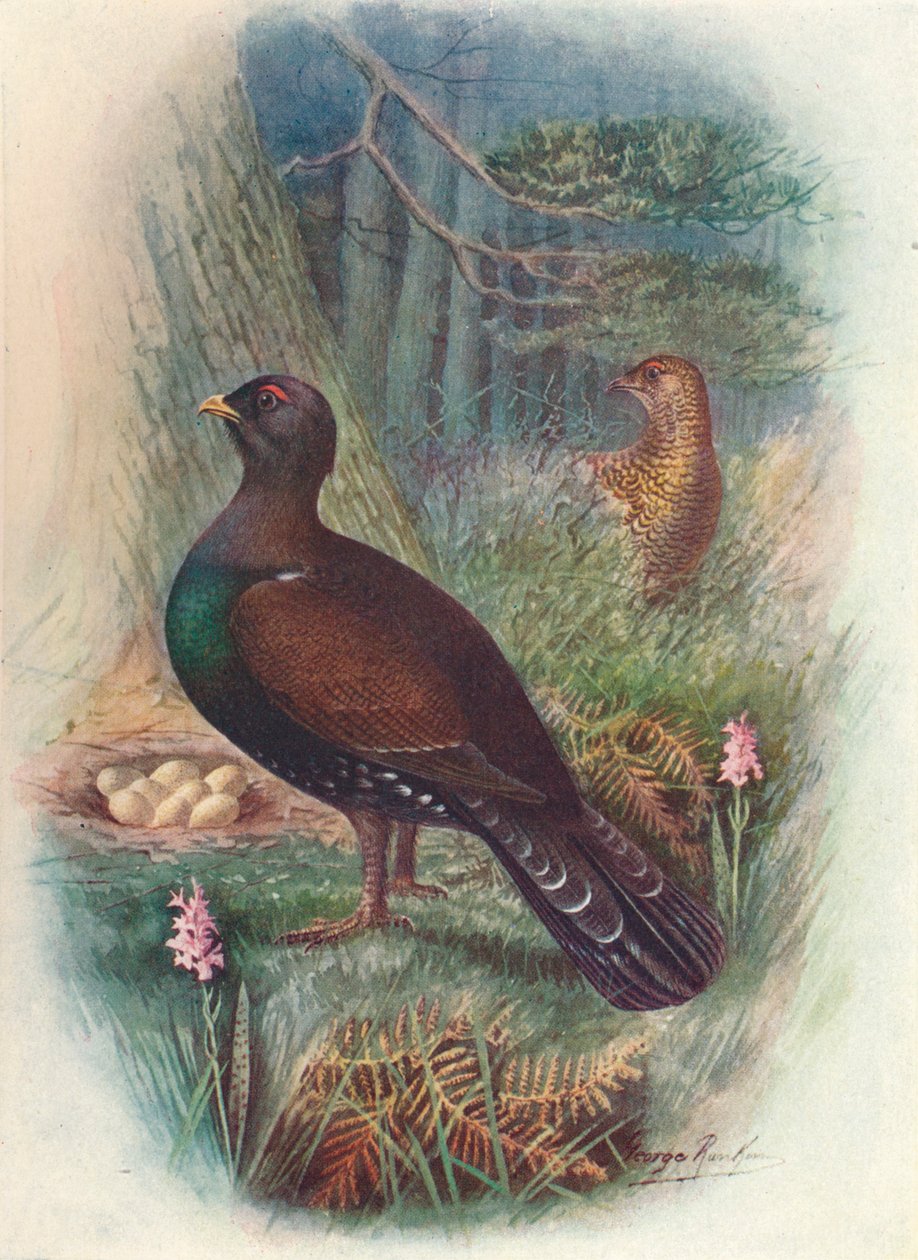 Capercaillie, c1910, 1910 af George James Rankin