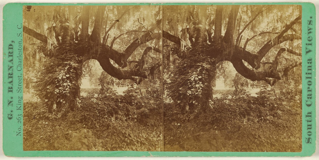 [Live Oaks, Magnolia-kirkegården] af George N. Barnard