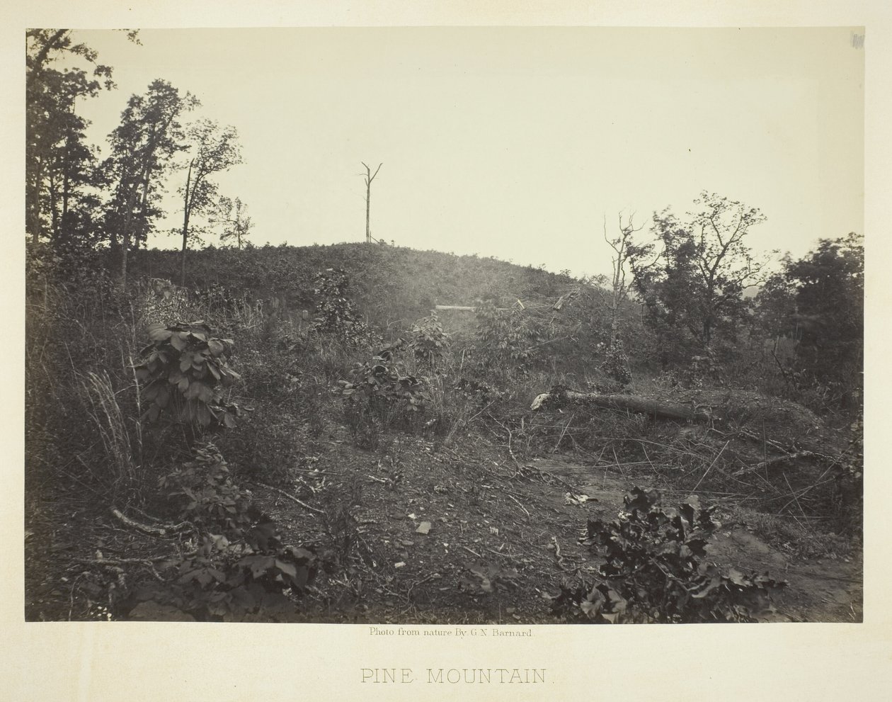 Pine Mountain af George N. Barnard
