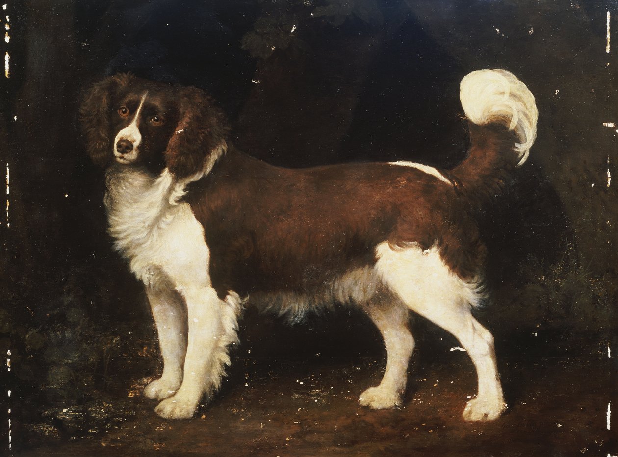 En spaniel i et landskab, 1784 af George Stubbs