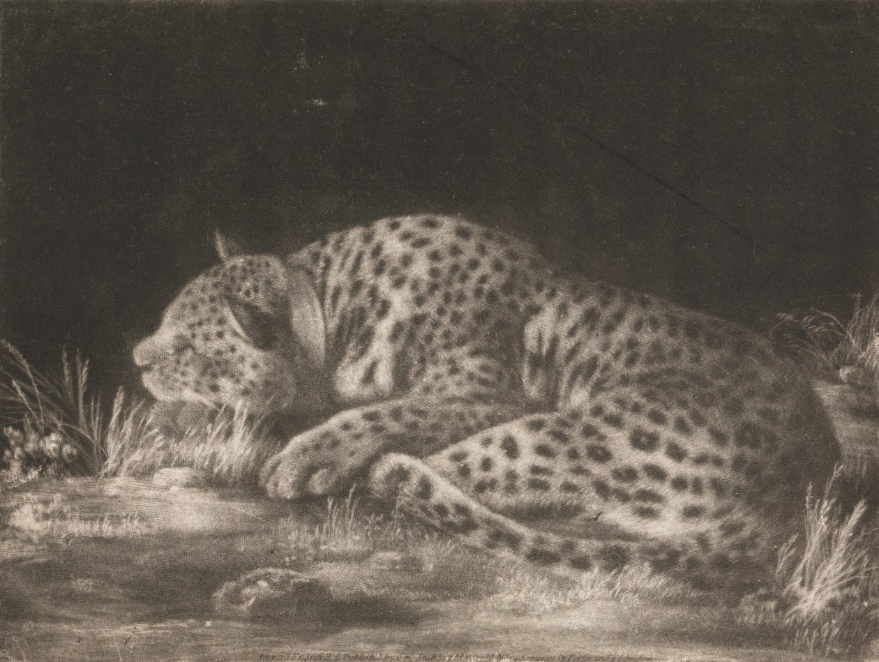 En Tyger (sovende leopard) af George Stubbs