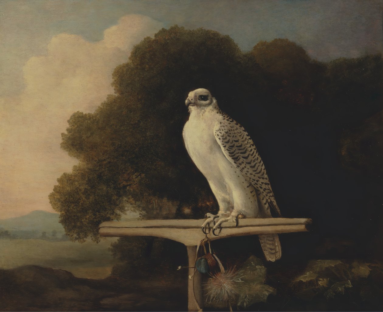 Grønlandsfalk, Gyrfalk, 1780. af George Stubbs