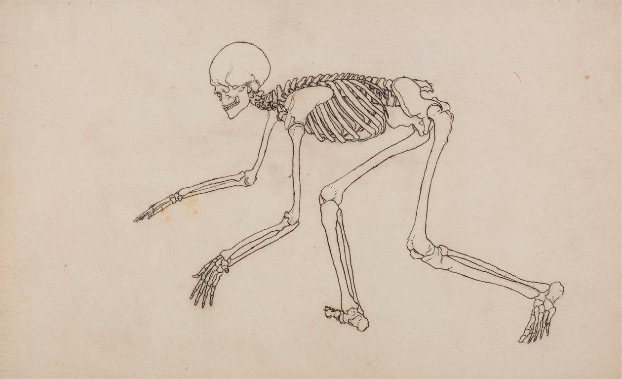 Menneskeligt skelet, set fra siden af George Stubbs