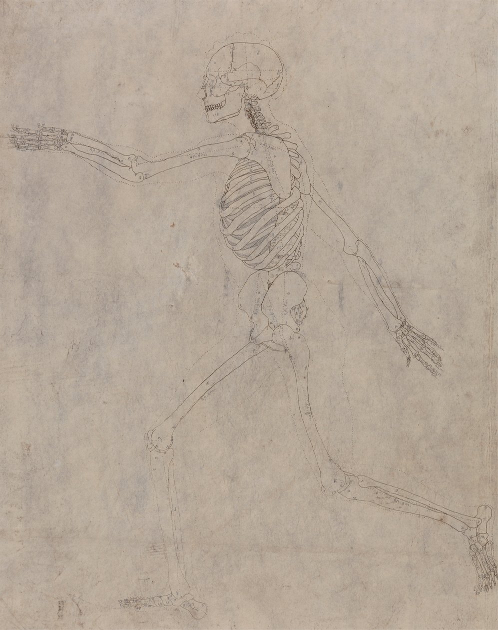 Menneskeligt skelet, set fra siden af George Stubbs