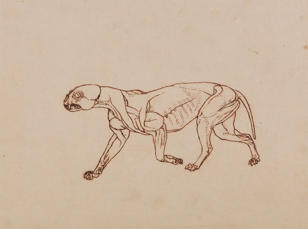 Leopardkrop, set fra siden af George Stubbs