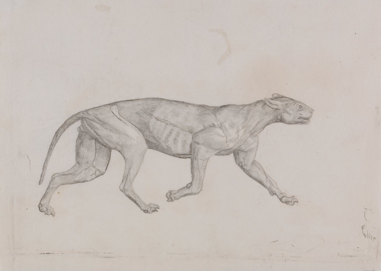 Leopardkrop, set fra siden af George Stubbs